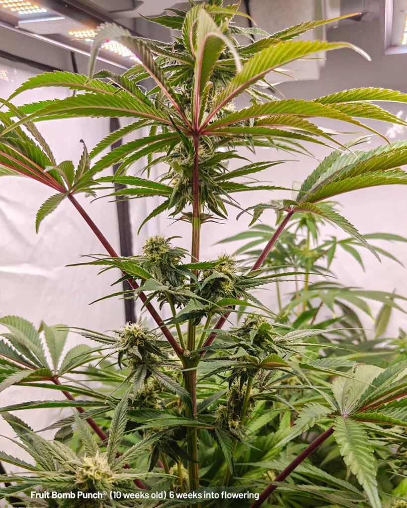 Fruit Bomb Punch by The Artist (10 weeks old)