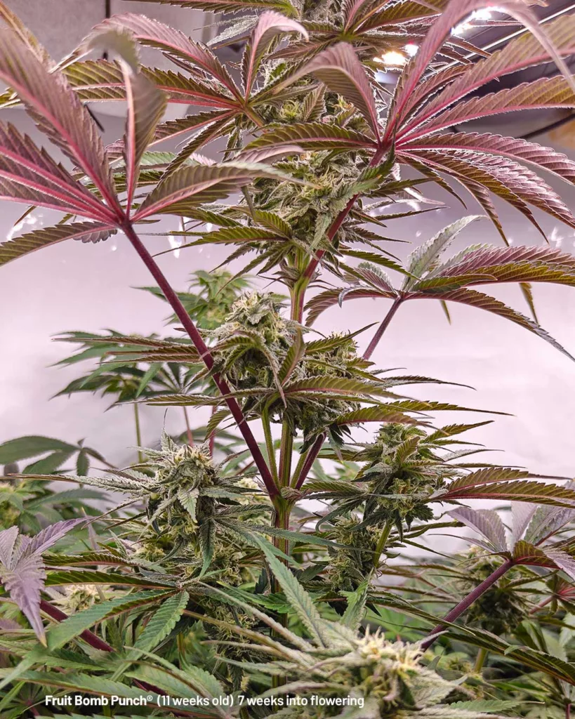 Fruit Bomb Punch by The Artist (11 weeks old)