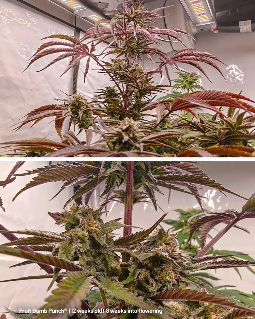 Fruit Bomb Punch by The Artist (12 weeks old)