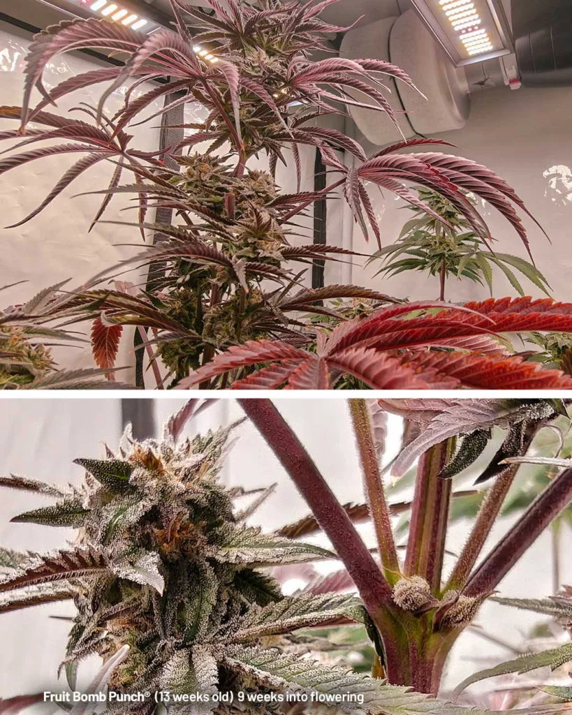 Fruit Bomb Punch by The Artist (13 weeks old)
