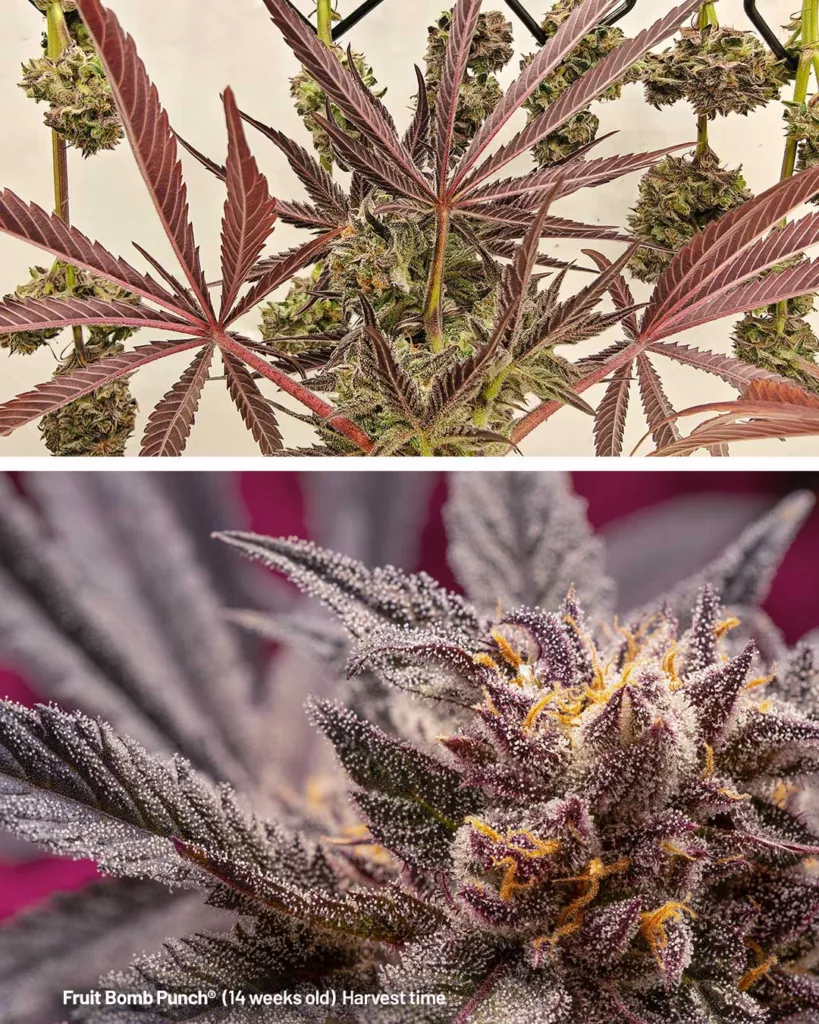 Fruit Bomb Punch by The Artist (14 weeks old)