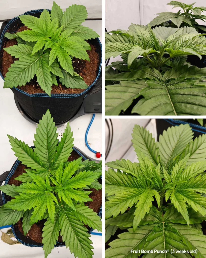 Fruit Bomb Punch by The Artist (3 weeks old)