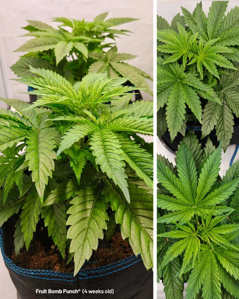 Fruit Bomb Punch by The Artist (4 weeks old)