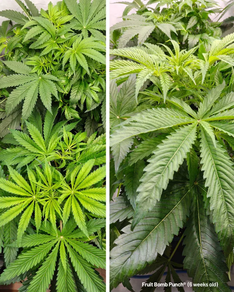 Fruit Bomb Punch by The Artist (6 weeks old)