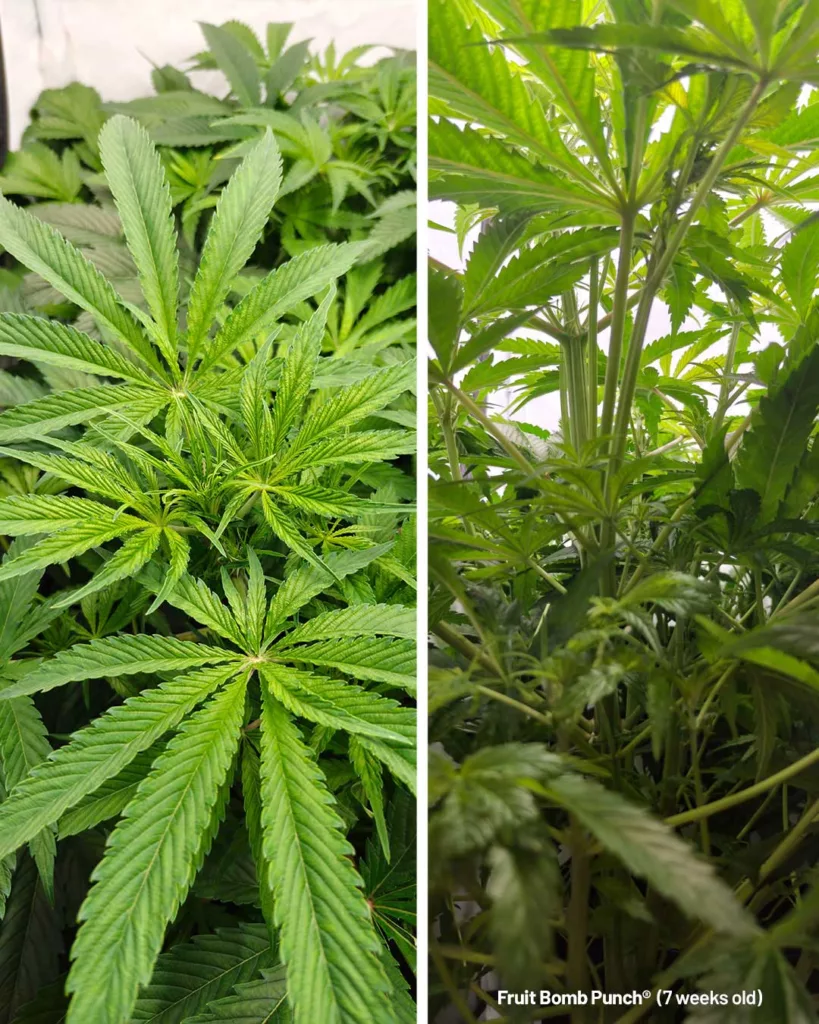 Fruit Bomb Punch by The Artist (7 weeks old)