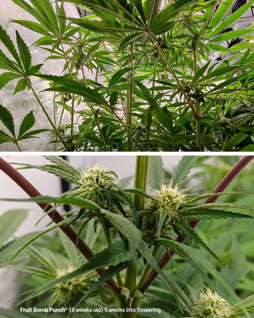 Fruit Bomb Punch by The Artist (9 weeks old)