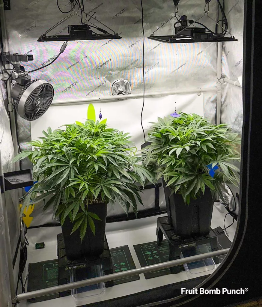 Fruit Bomb Punch by Sidekick Growie (vegetative stage A)