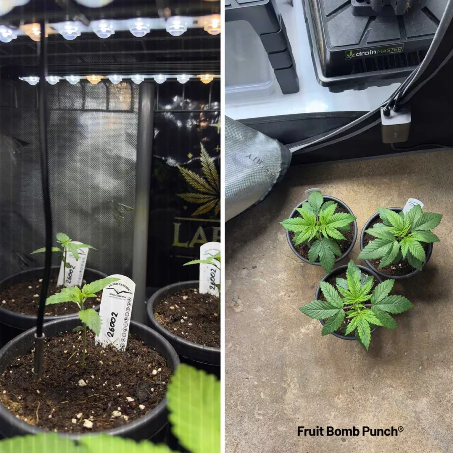 Fruit Bomb Punch seedlings by Sidekick Growie