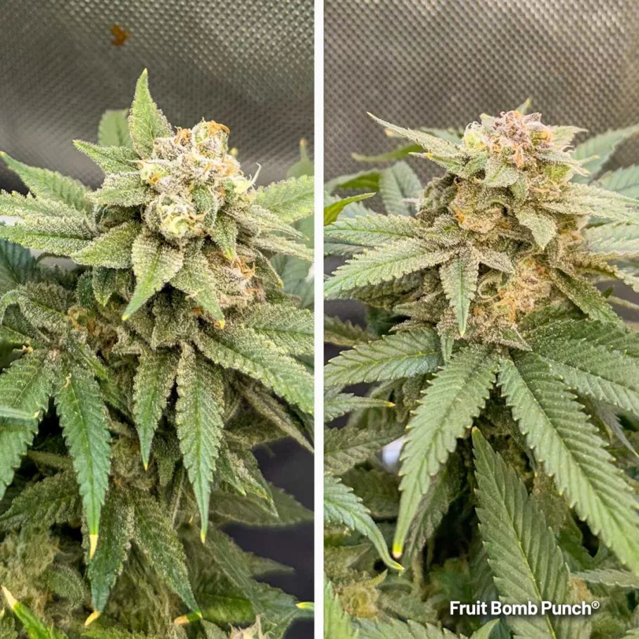 Fruit Bomb Punch flowers from 2 plants by Sidekick Growie