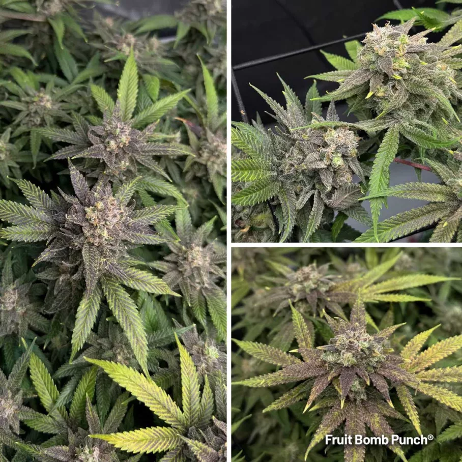Fruit Bomb Punch budshots by Sidekick Growie