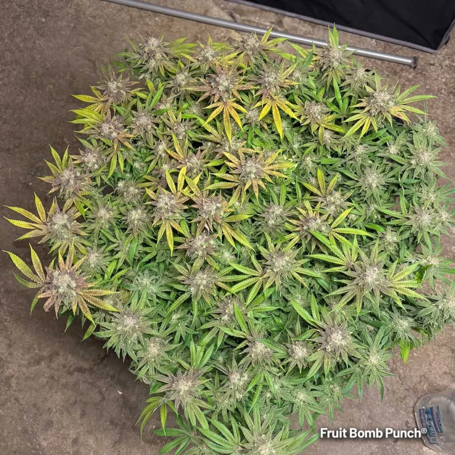Fruit Bomb Punch 365g indoor harvest by Sidekick Growie