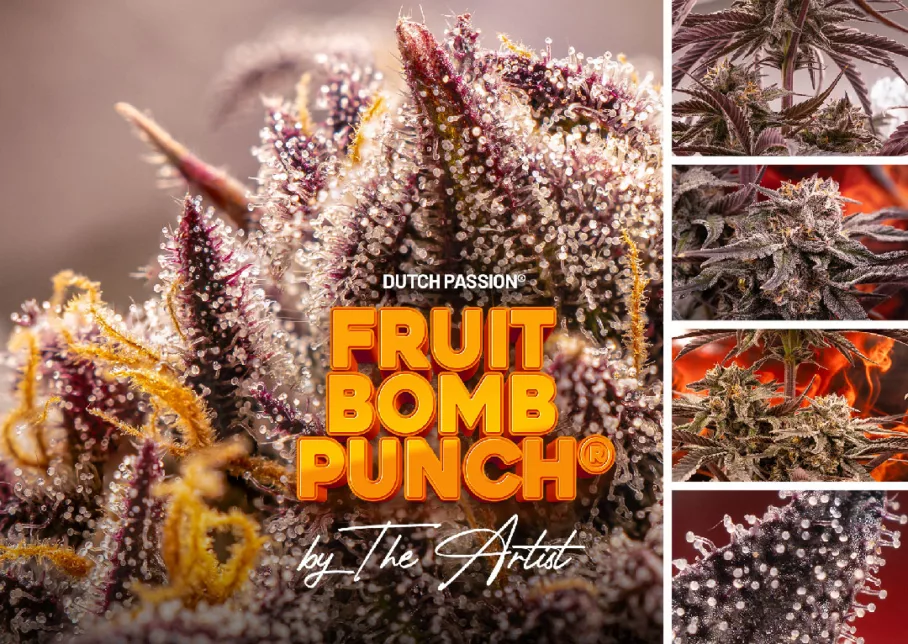 Fruit Bomb Punch seed to harvest grow report and timelapse video by The Artist