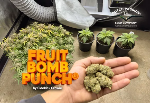 Fruit Bomb Punch 365g-harvest by Sidekick Growie