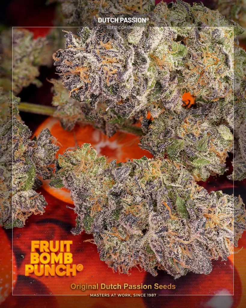Fruit Bomb Punch dense, terpene-rich buds by The Artist