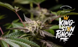 Kingston Punch seed to harvest report by “Big.Chalas”