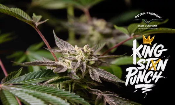 Kingston Punch seed to harvest report by “Big.Chalas”