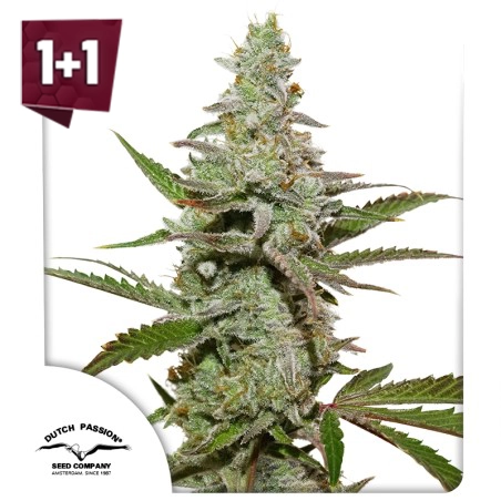 Amsterdam Amnesia (1+1 free)