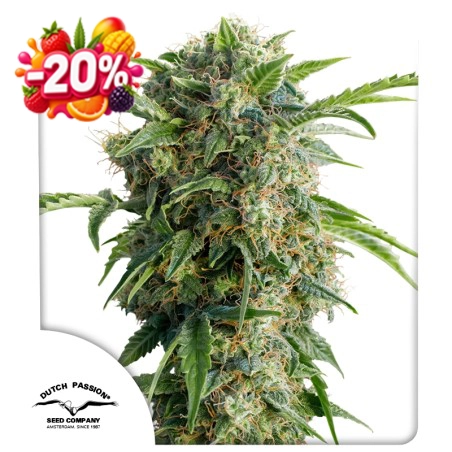 Auto Daiquiri Lime 20% discount (Summer Fruit Festival)