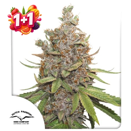 Auto Glueberry OG 1+1 Free (Summer Fruit Festival)