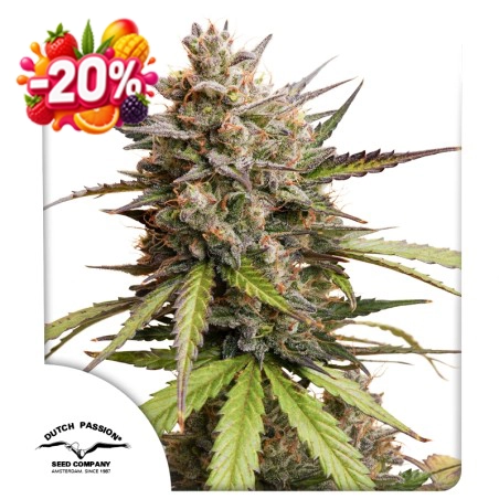 Auto Melonade Runtz 20% discount (Summer Fruit Festival)