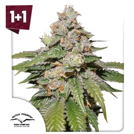 Auto Mokum's Tulip (1+1 free)