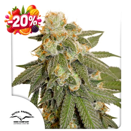 Auto Orange Bud 20% discount (Summer Fruit Festival)