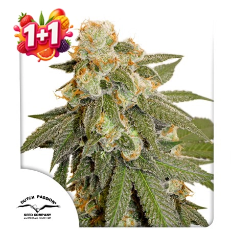 Auto Orange Bud 1+1 Free (Summer Fruit Festival)
