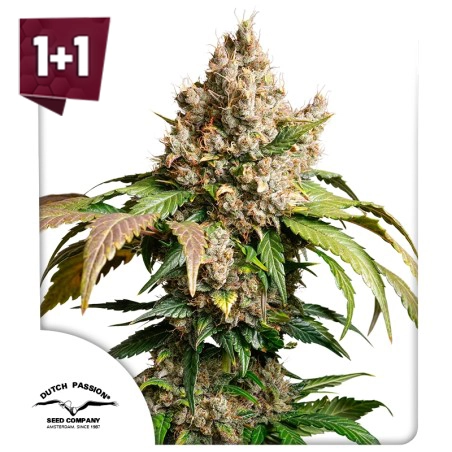 Auto Red Tropicana Cookies (1+1)