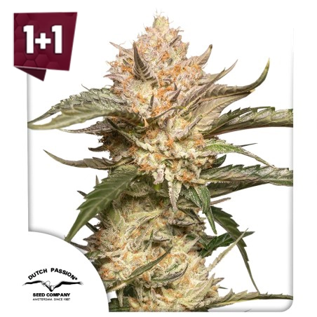 Auto Trichome & Cream (1+1 free)