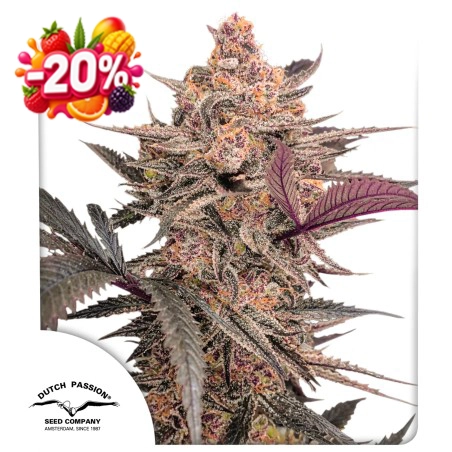 Blue Applez 20% discount (Summer Fruit Festival)