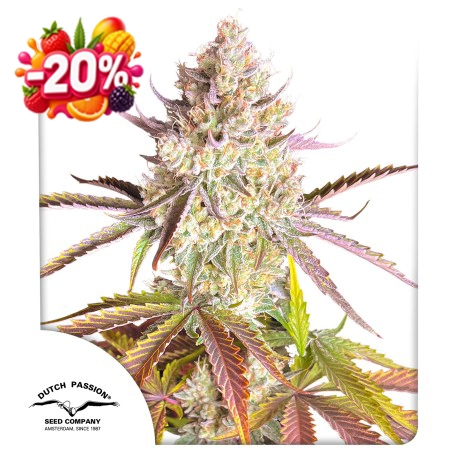 Fruit Bomb Punch 20% discount (Summer Fruit Festival)