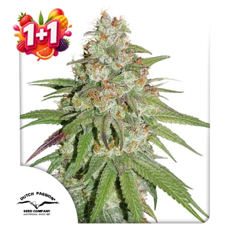 Glueberry OG 1+1 Free (Summer Fruit Festival)