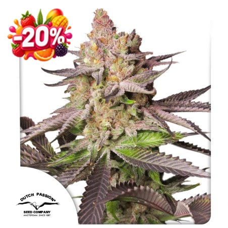 Melonade Runtz 20% discount (Summer Fruit Festival)