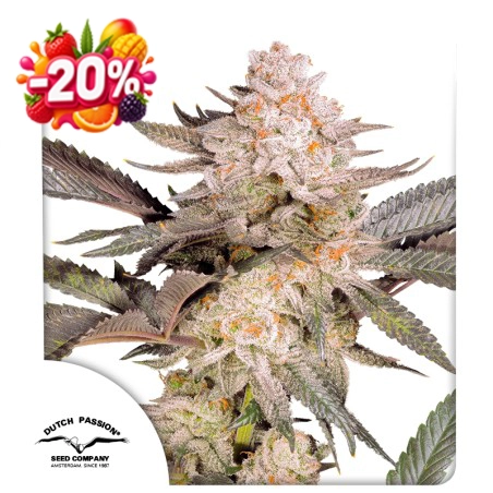 Orange Bud 2.0 20% discount (Summer Fruit Festival)