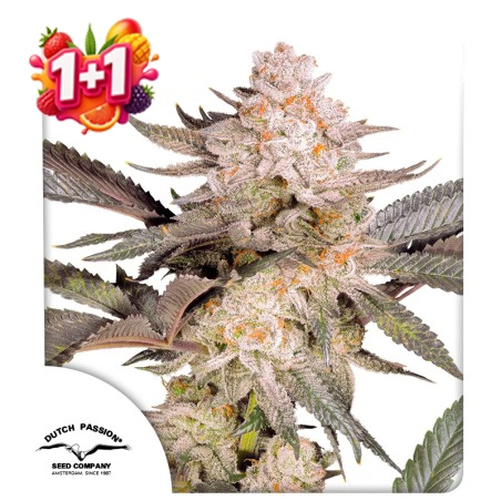 Orange Bud 2.0 1+1 Free (Summer Fruit Festival)