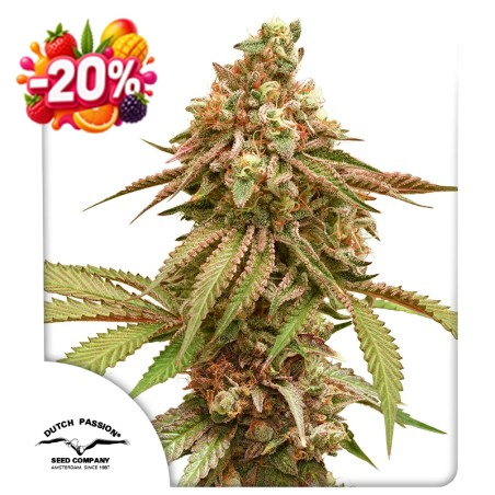 Tropical Tangie 20% discount (Summer Fruit Festival)