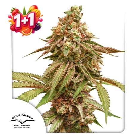 Tropical Tangie 1+1 Free (Summer Fruit Festival)