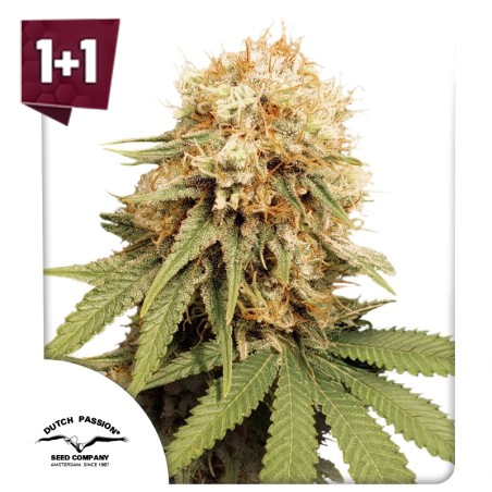 White Widow (1+1 free)