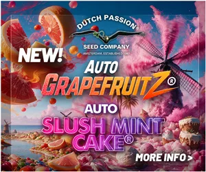 New cannabis seeds 2026: Auto GrapefruitZ & Auto Slush Mint Cake