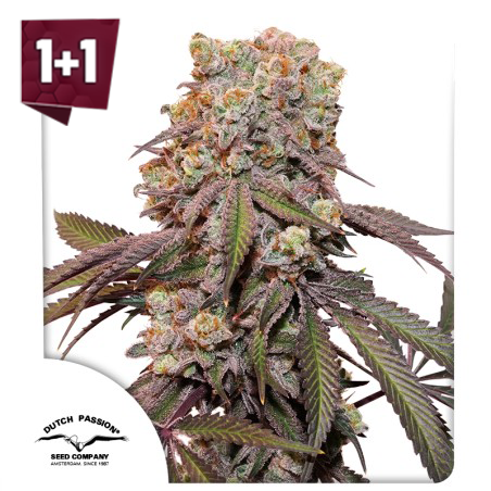 Auto Candy Bubatz XL (1+1 Free)