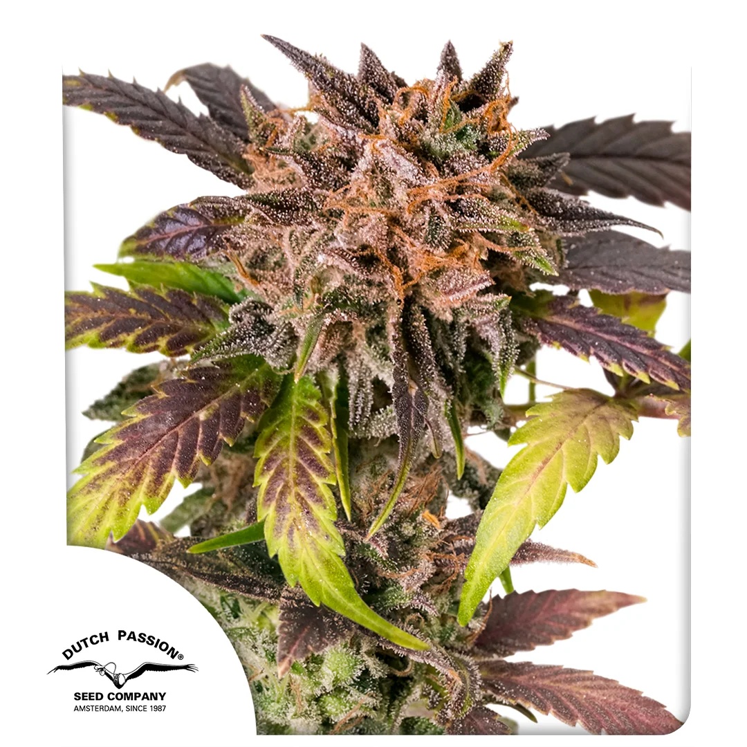 Auto GrapefruitZ