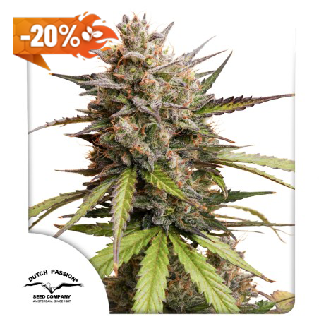 Auto Melonade Runtz (20% discount)