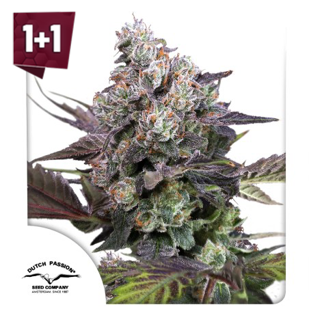 Candy Bubatz XL (1+1 Free)