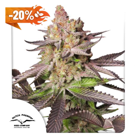 Melonade Runtz (20% discount)