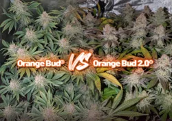 Orange Bud vs Orange Bud 2.0 grow report