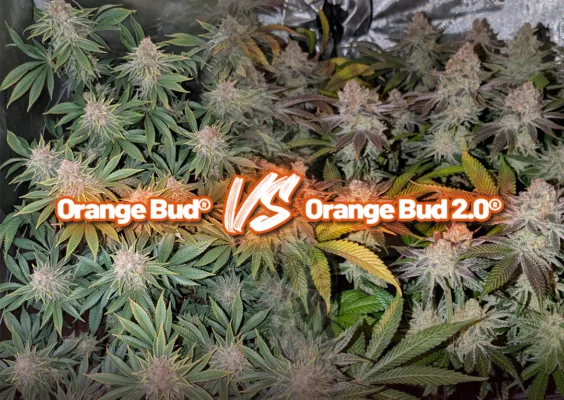 Orange Bud vs Orange Bud 2.0 grow report