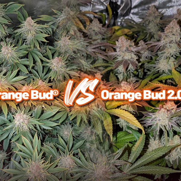 Orange Bud vs Orange Bud 2.0 grow report