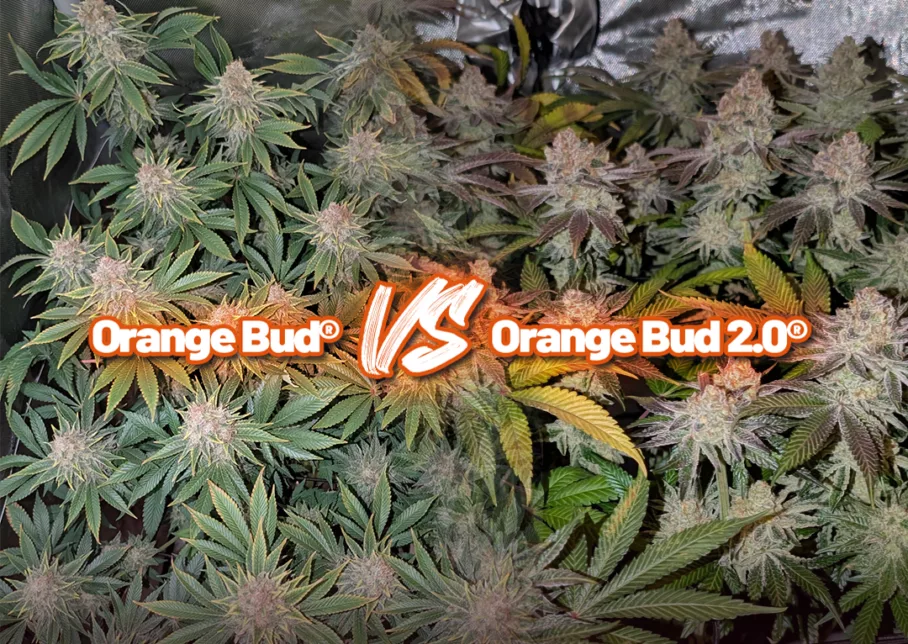 Orange Bud vs Orange Bud 2.0 grow report