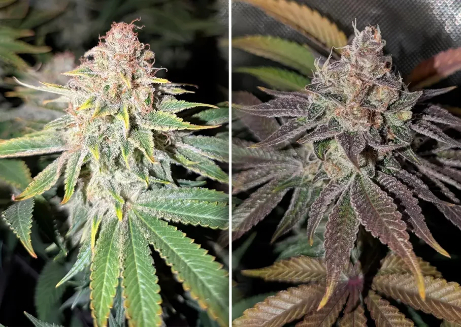 Orange Bud vs Orange Bud 2.0 grown by Samsimillia
