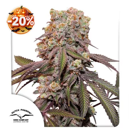 Halloween cannabis seed sale: 20% discount on Auto Candy Bubatz XL